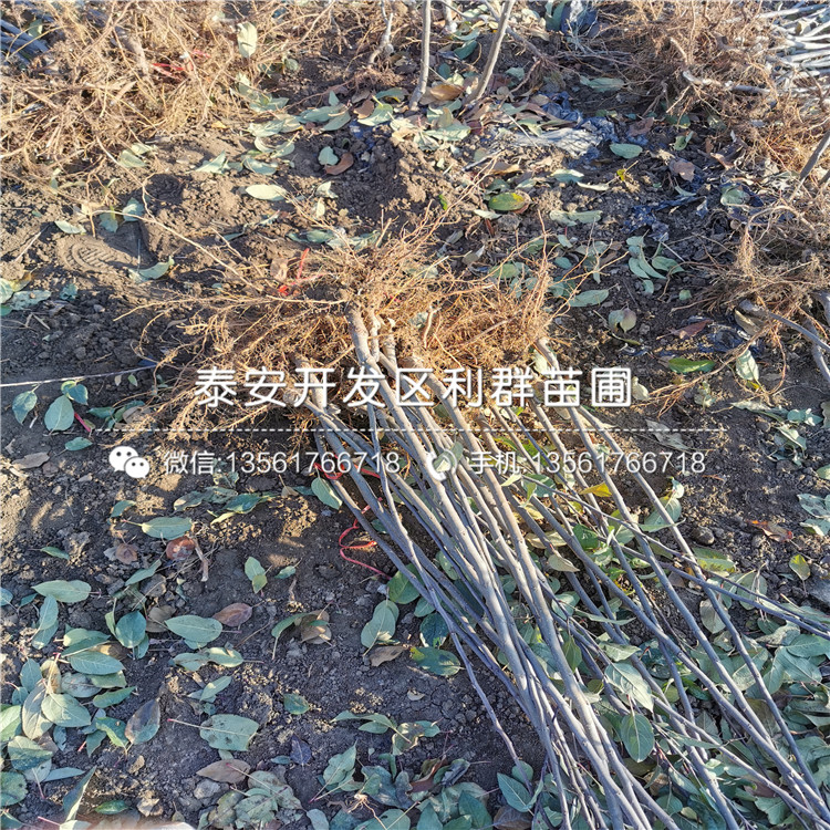 冰糖心蘋果樹苗出售、2020年冰糖心蘋果樹苗價格