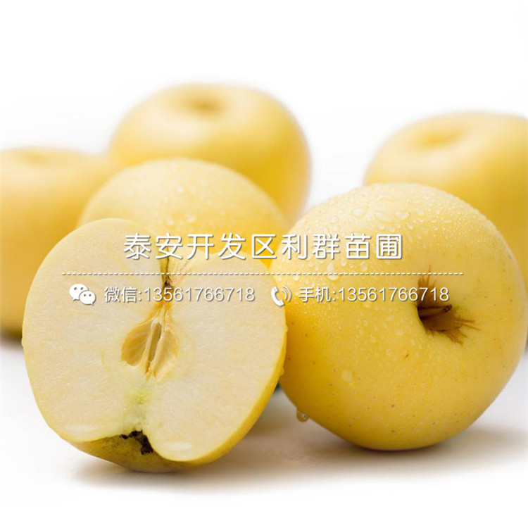 蜜脆苹果苗品种