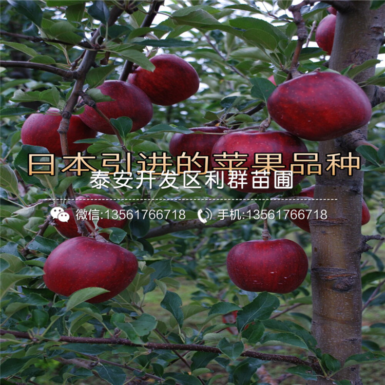 雞心果苗出售基地