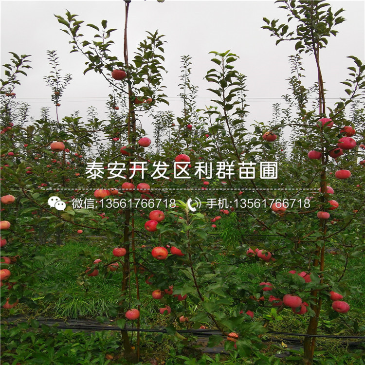 出售123蘋果苗、出售123蘋果苗基地