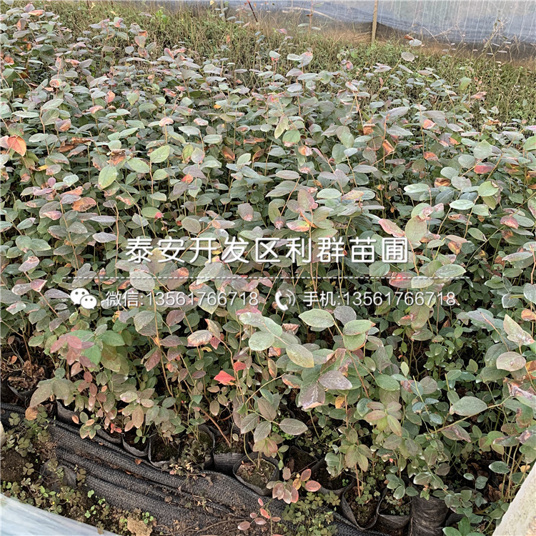 南高叢藍莓苗批發(fā)、南高叢藍莓苗基地