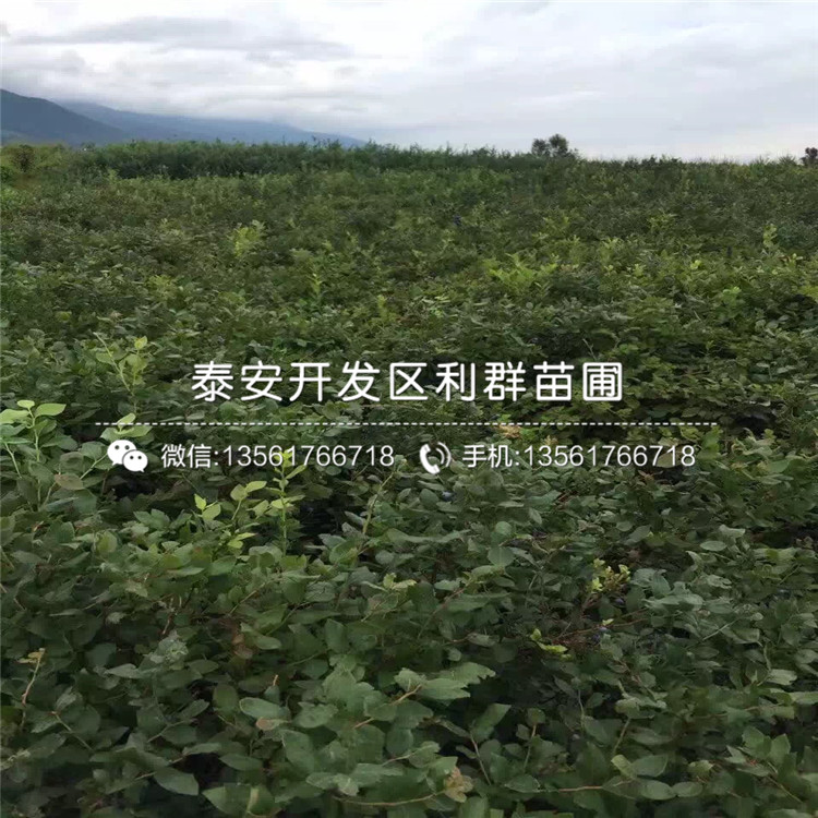 南高丛蓝莓树苗、南高丛蓝莓树苗出售价格