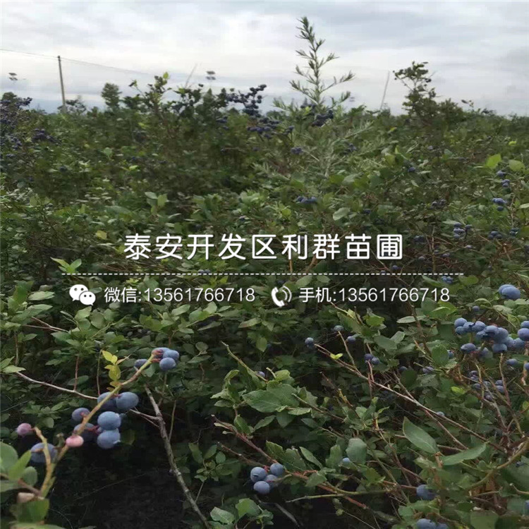 艾克塔蓝莓树苗批发、艾克塔蓝莓树苗基地