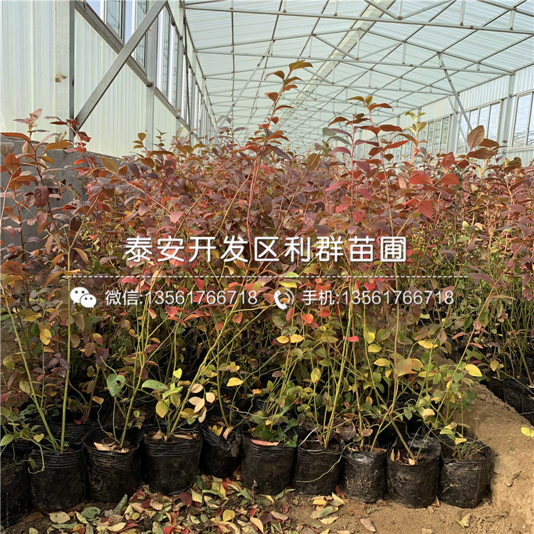康維爾藍莓樹苗品種介紹、2020年康維爾藍莓樹苗價格