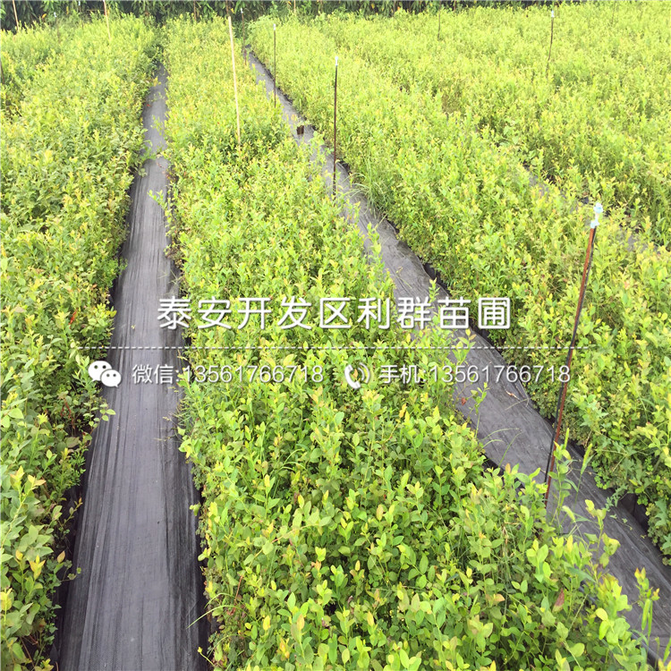 藍(lán)美人藍(lán)莓樹苗、藍(lán)美人藍(lán)莓樹苗出售價(jià)格