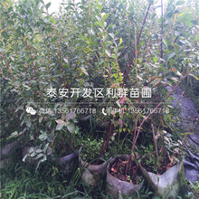 山东精华蓝莓树苗、精华蓝莓树苗基地图片