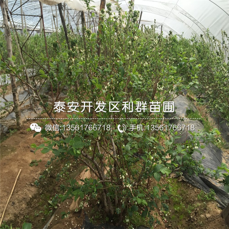 梯芙藍藍莓樹苗出售、梯芙藍藍莓樹苗基地