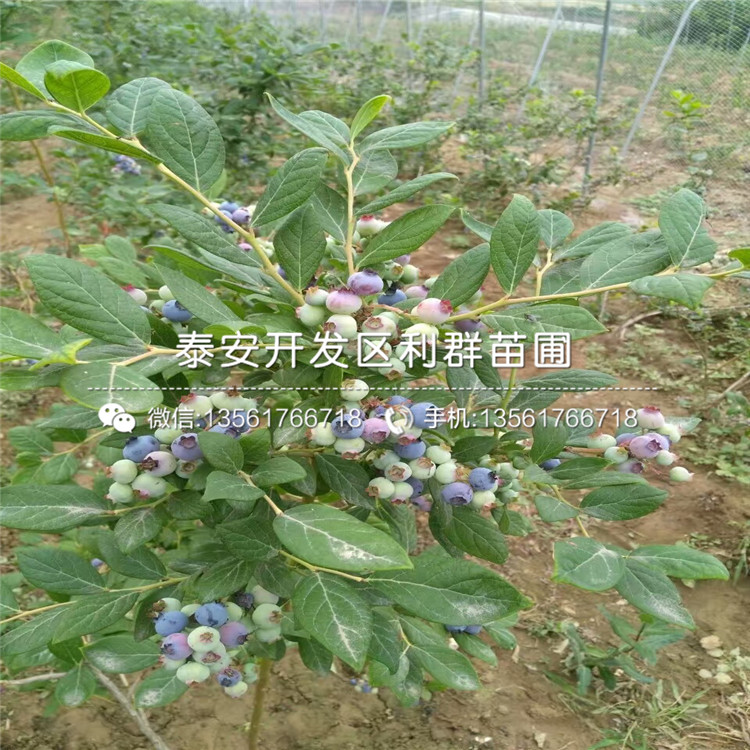夏普藍(lán)藍(lán)莓樹苗、夏普藍(lán)藍(lán)莓樹苗基地