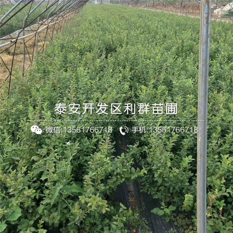 茶花藍莓苗價格、茶花藍莓苗出售