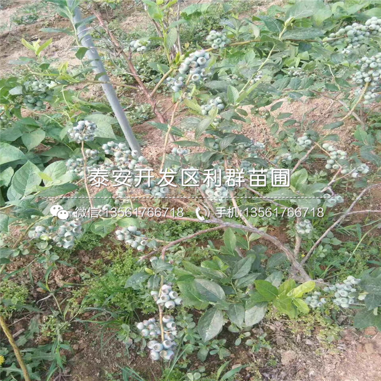 出售藍(lán)金藍(lán)莓苗、藍(lán)金藍(lán)莓苗基地
