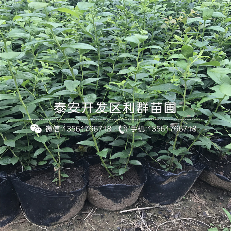 早熟藍莓苗品種介紹、2020年早熟藍莓苗價格