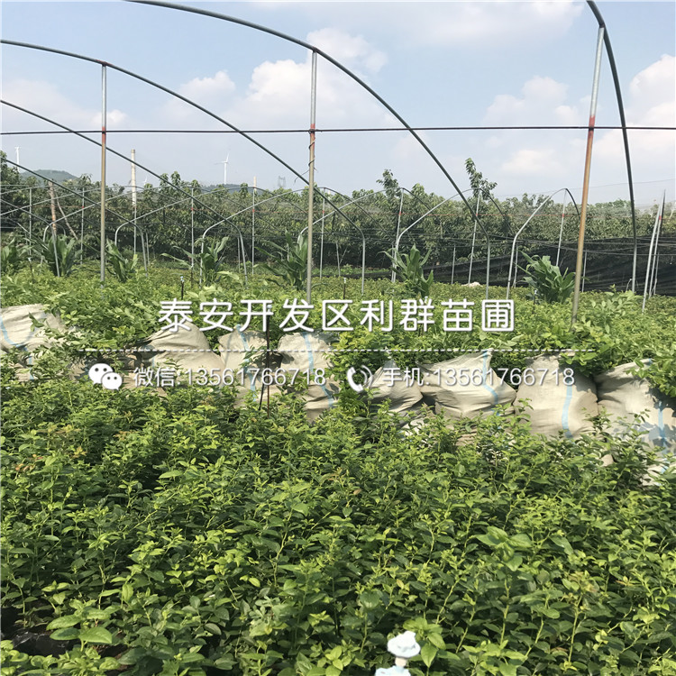 海岸藍(lán)莓樹苗、海岸藍(lán)莓樹苗新品種