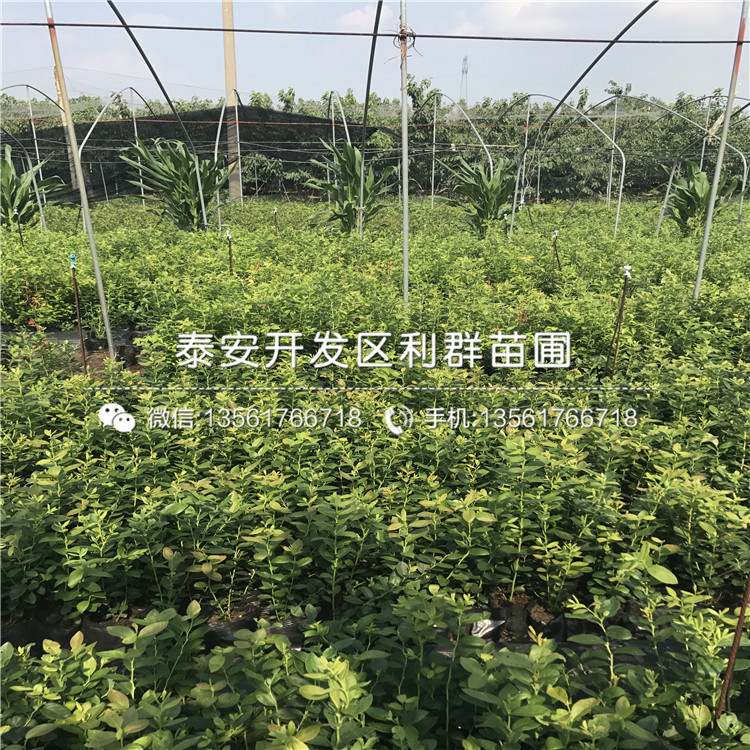 新千年蓝莓树苗、新千年蓝莓树苗报价及价格