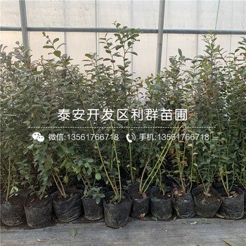 萊克西藍(lán)莓苗、萊克西藍(lán)莓苗出售基地