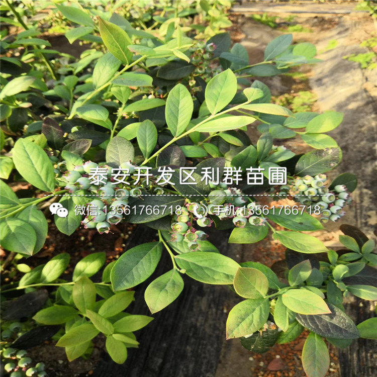 夏普蓝蓝莓树苗价格、夏普蓝蓝莓树苗基地