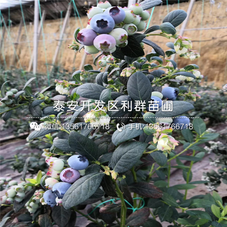 藍(lán)塔藍(lán)莓苗、藍(lán)塔藍(lán)莓苗出售