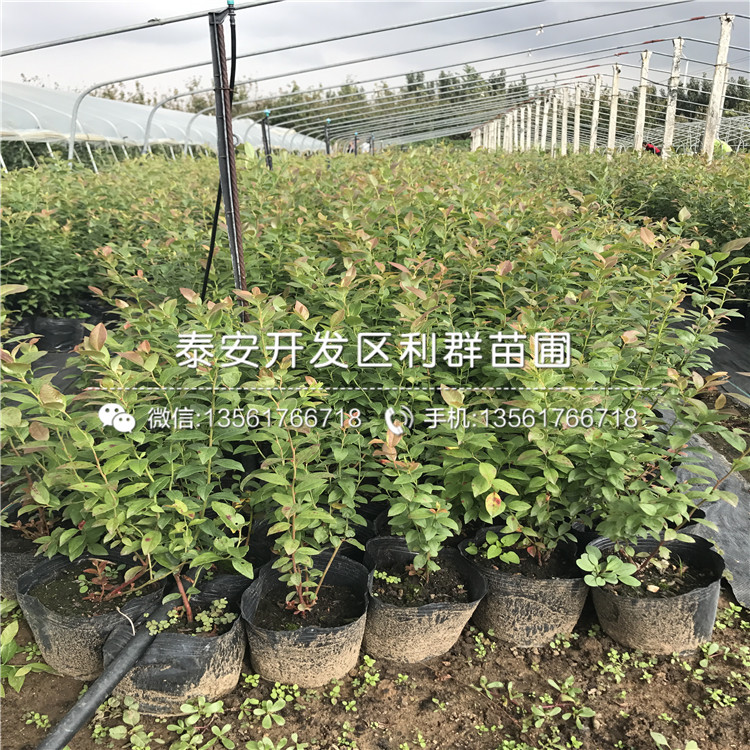 2年生蓝莓树苗价格、山东2年生蓝莓树苗