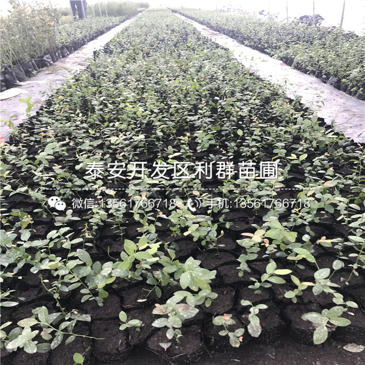 出售2020年藍莓苗、2020年藍莓苗價格及基地