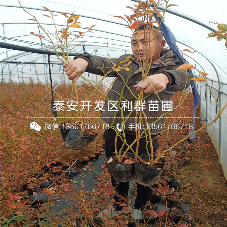 康維爾藍莓樹苗品種介紹、2020年康維爾藍莓樹苗價格