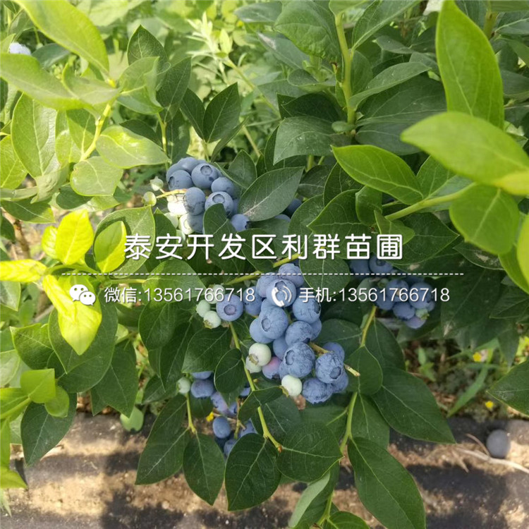 出售康維爾藍(lán)莓樹(shù)苗、康維爾藍(lán)莓樹(shù)苗價(jià)格及基地