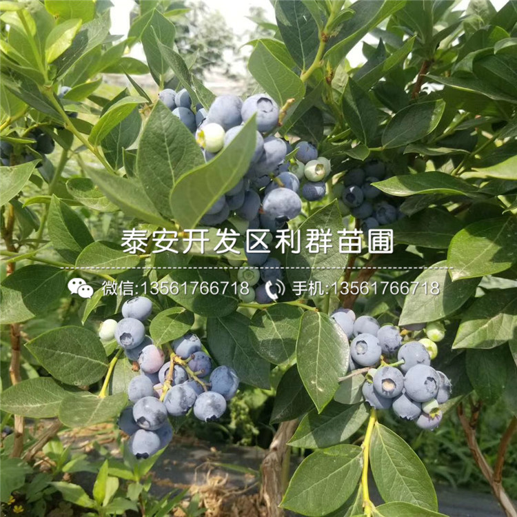 甜脆蓝莓树苗价格、山东甜脆蓝莓树苗