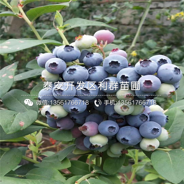 夏普蓝蓝莓树苗出售、夏普蓝蓝莓树苗价格及基地