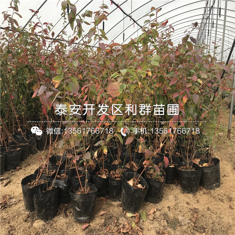 出售康維爾藍莓苗、出售康維爾藍莓苗價(jià)格及報價(jià)