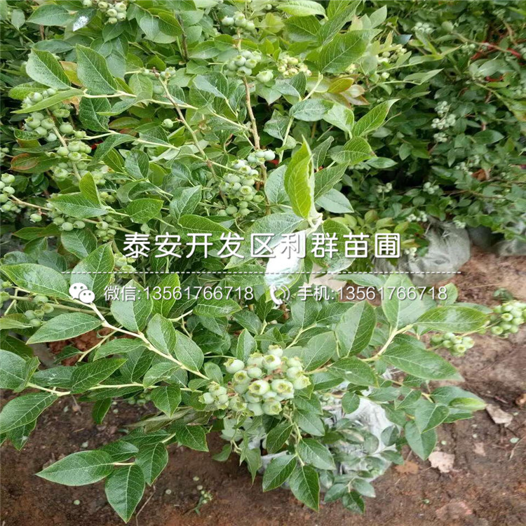 甜脆蓝莓树苗价格、山东甜脆蓝莓树苗