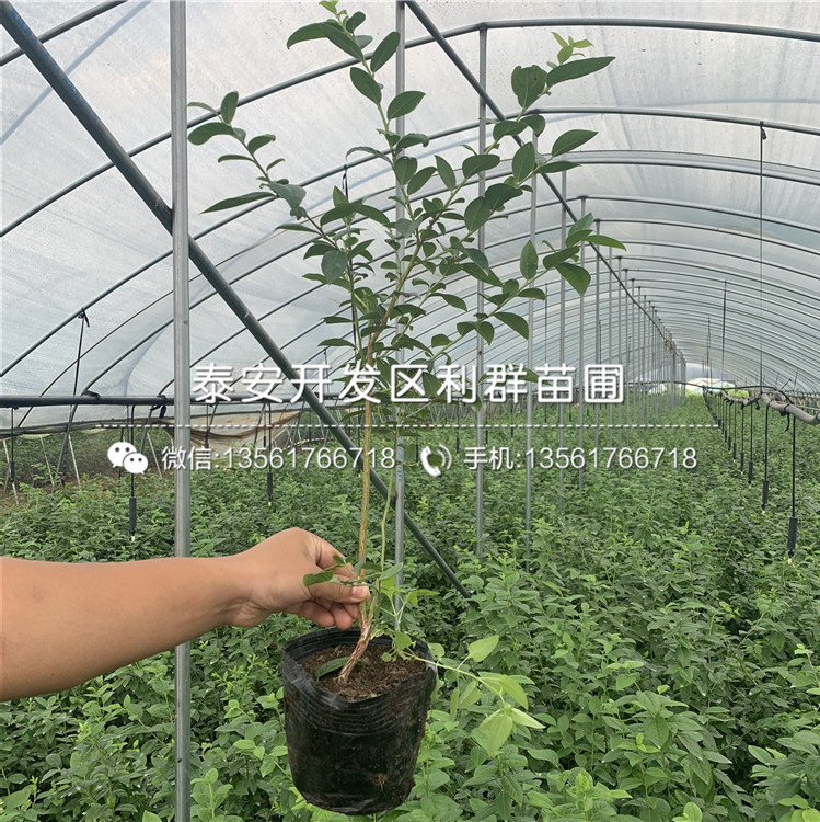 維口藍(lán)莓苗品種介紹、2020年維口藍(lán)莓苗價(jià)格