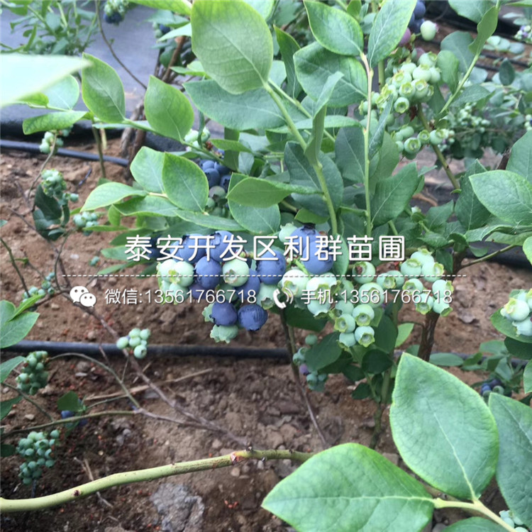 南高叢藍莓苗批發(fā)、南高叢藍莓苗基地