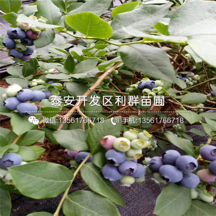 夏普蓝蓝莓树苗出售、夏普蓝蓝莓树苗价格及基地