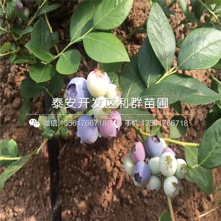伊丽莎白蓝莓树苗新品种、伊丽莎白蓝莓树苗价格及基地