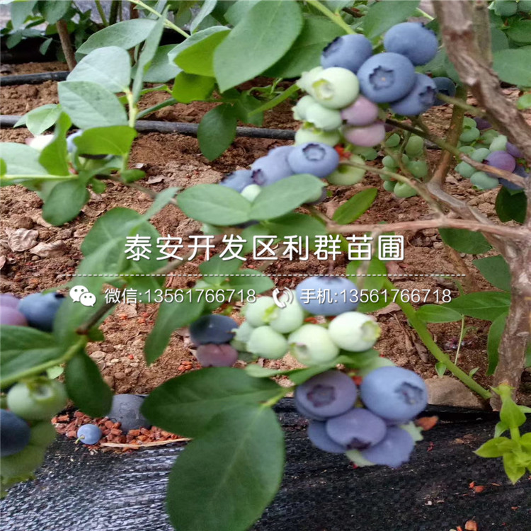 2年生蓝莓树苗价格、山东2年生蓝莓树苗