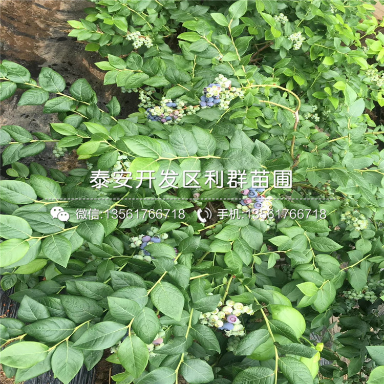 南高叢藍莓苗批發(fā)、南高叢藍莓苗基地