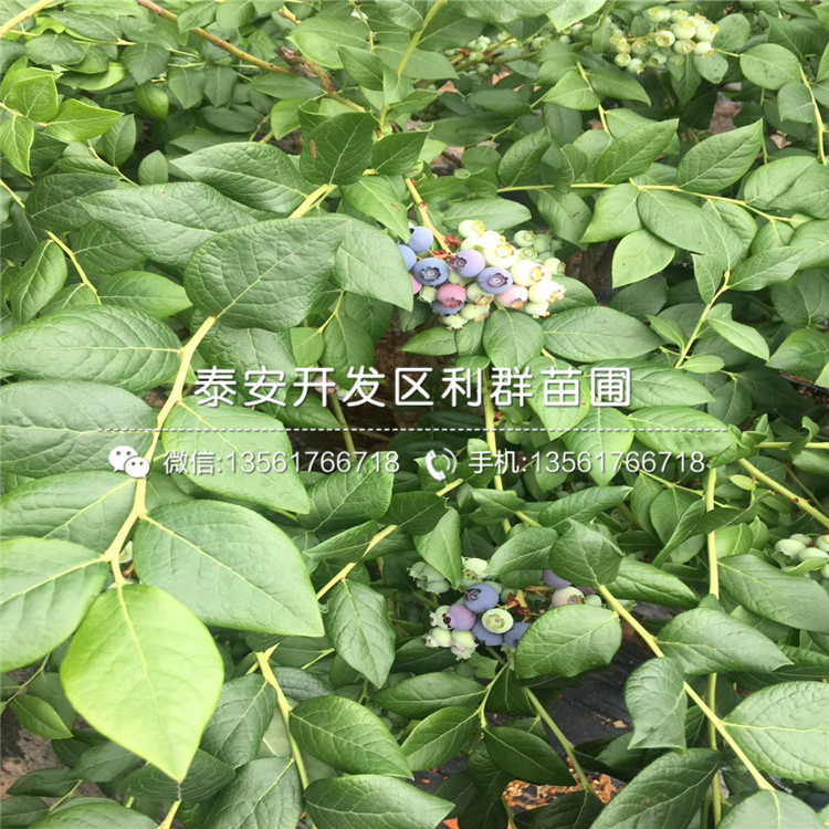 伊丽莎白蓝莓树苗新品种、伊丽莎白蓝莓树苗价格及基地