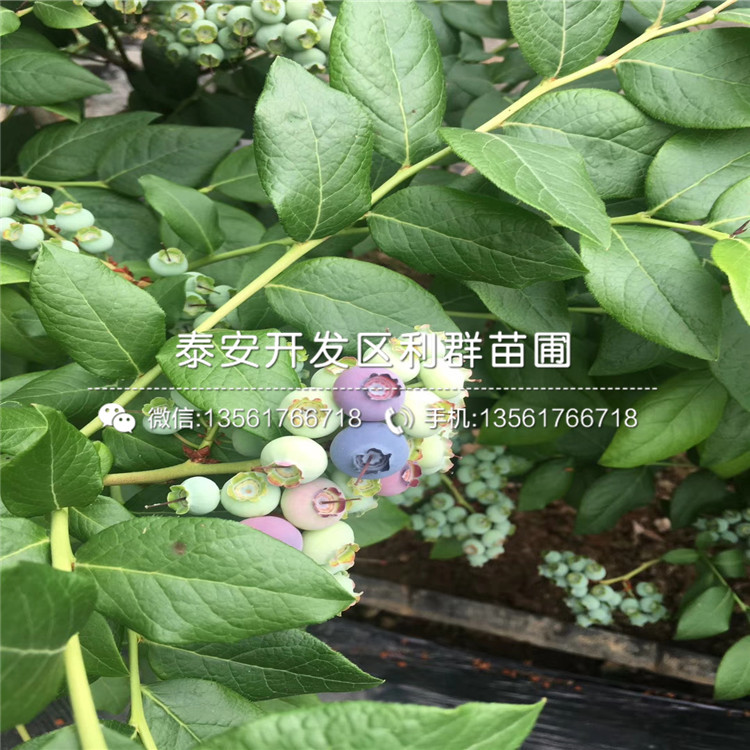 批发火花蓝莓苗、火花蓝莓苗价格及基地