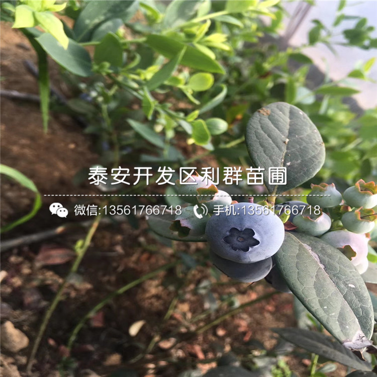 康維爾藍莓樹苗品種介紹、2020年康維爾藍莓樹苗價格
