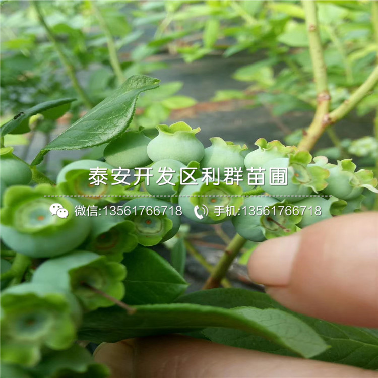 比洛克西藍(lán)莓苗新品種