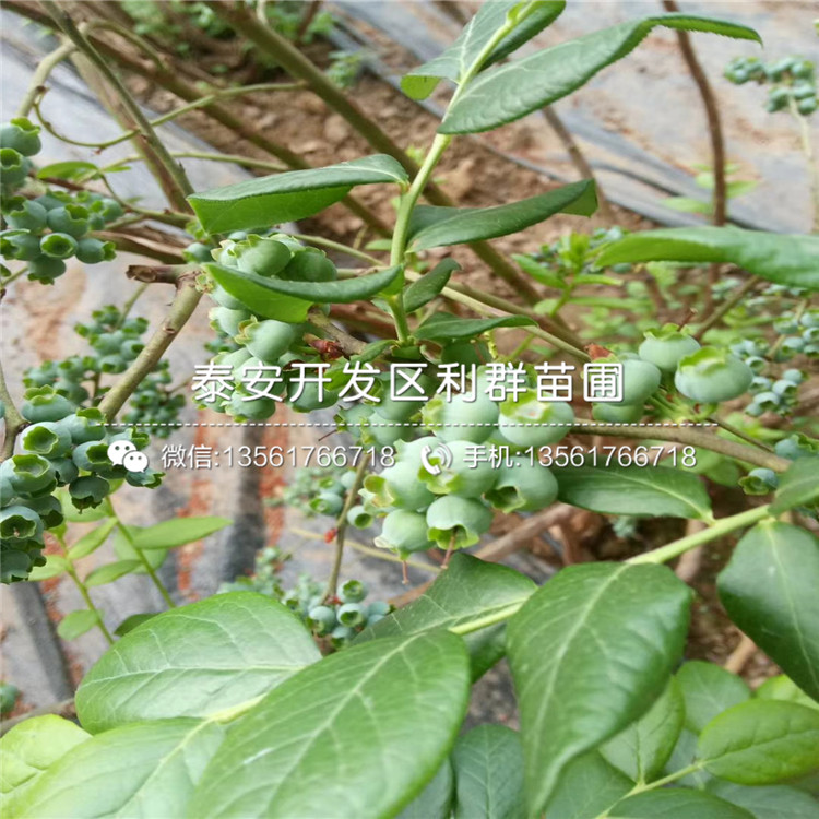 伊丽莎白蓝莓树苗新品种、伊丽莎白蓝莓树苗价格及基地