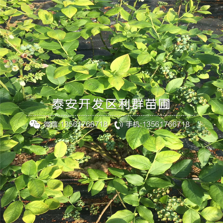 萊格西藍(lán)莓苗、萊格西藍(lán)莓苗報(bào)價(jià)