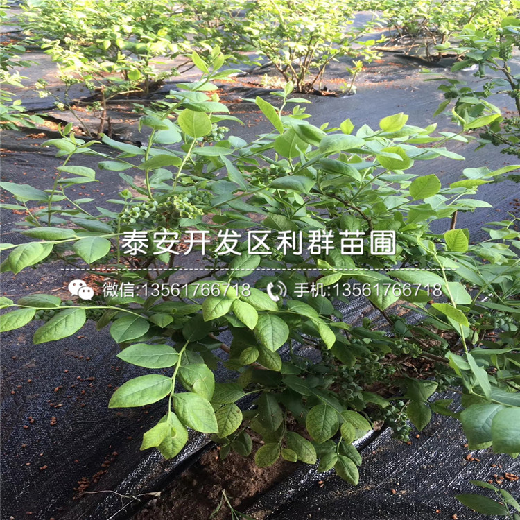 新千年蓝莓树苗、新千年蓝莓树苗报价及价格