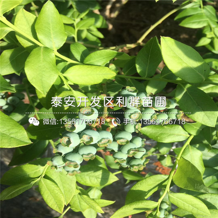 批发粉蓝蓝莓树苗、粉蓝蓝莓树苗价格及基地