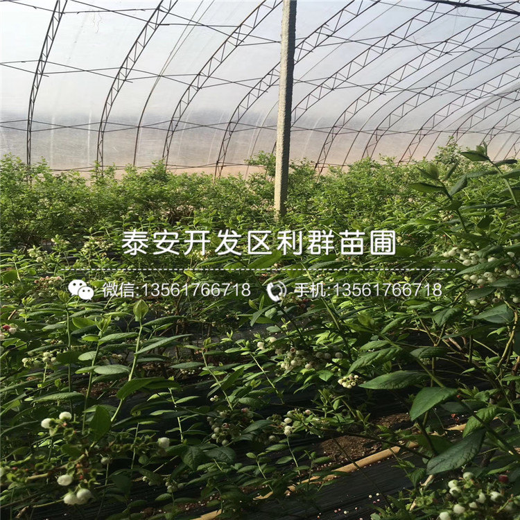 V3藍莓苗、V3藍莓苗出售價格
