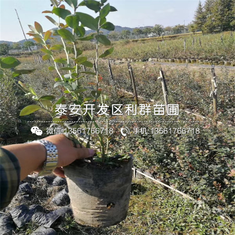 南高叢藍莓苗批發(fā)、南高叢藍莓苗基地