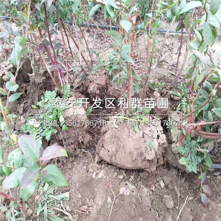 伊丽莎白蓝莓树苗新品种、伊丽莎白蓝莓树苗价格及基地