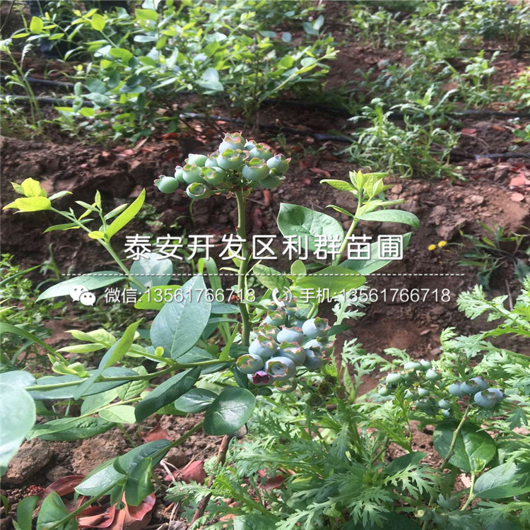 粉藍(lán)藍(lán)莓苗基地