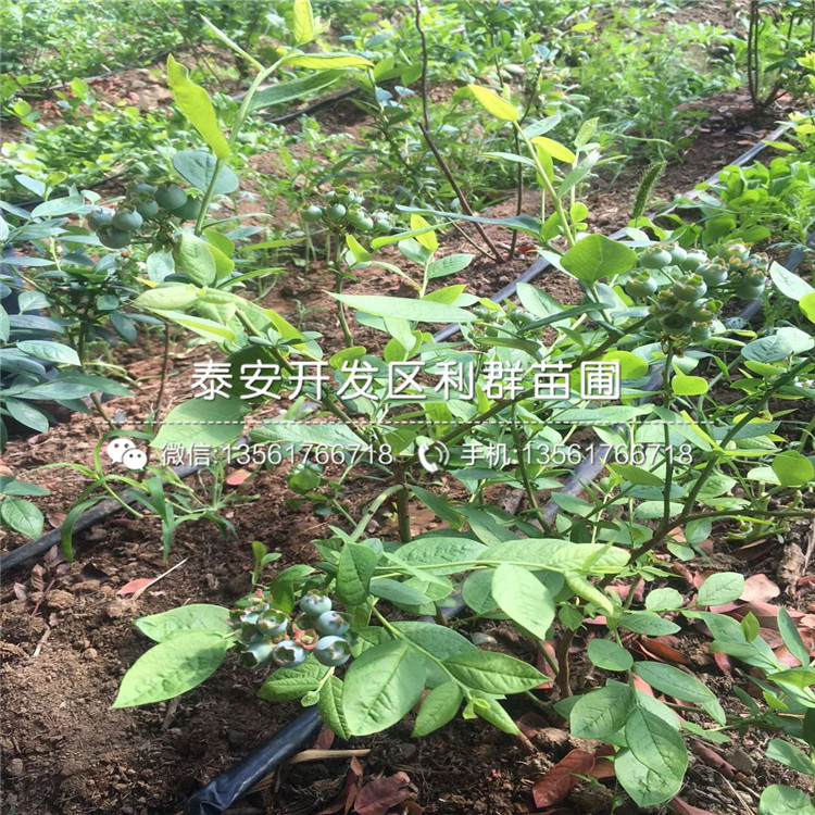 批发粉蓝蓝莓树苗、粉蓝蓝莓树苗价格及基地