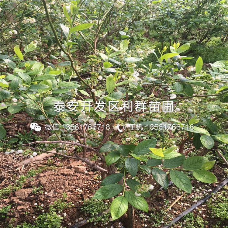 新千年蓝莓树苗、新千年蓝莓树苗报价及价格