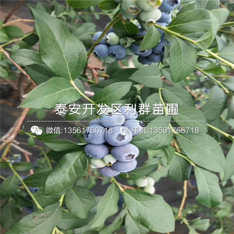 南高丛蓝莓树苗、南高丛蓝莓树苗出售价格