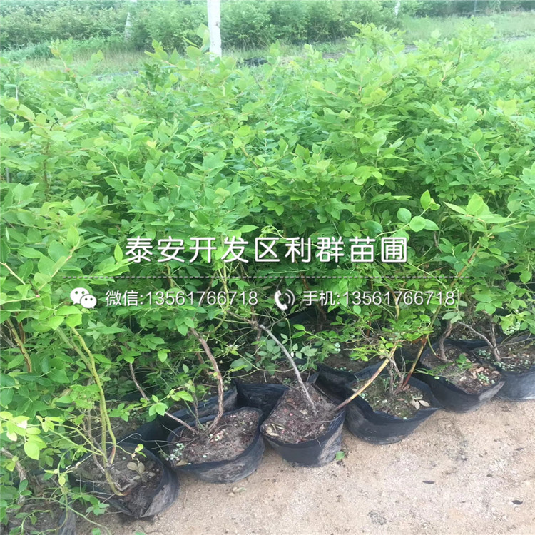 新品種藍(lán)光藍(lán)莓樹苗價格、新品種藍(lán)光藍(lán)莓樹苗基地